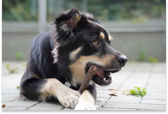 <Dog>